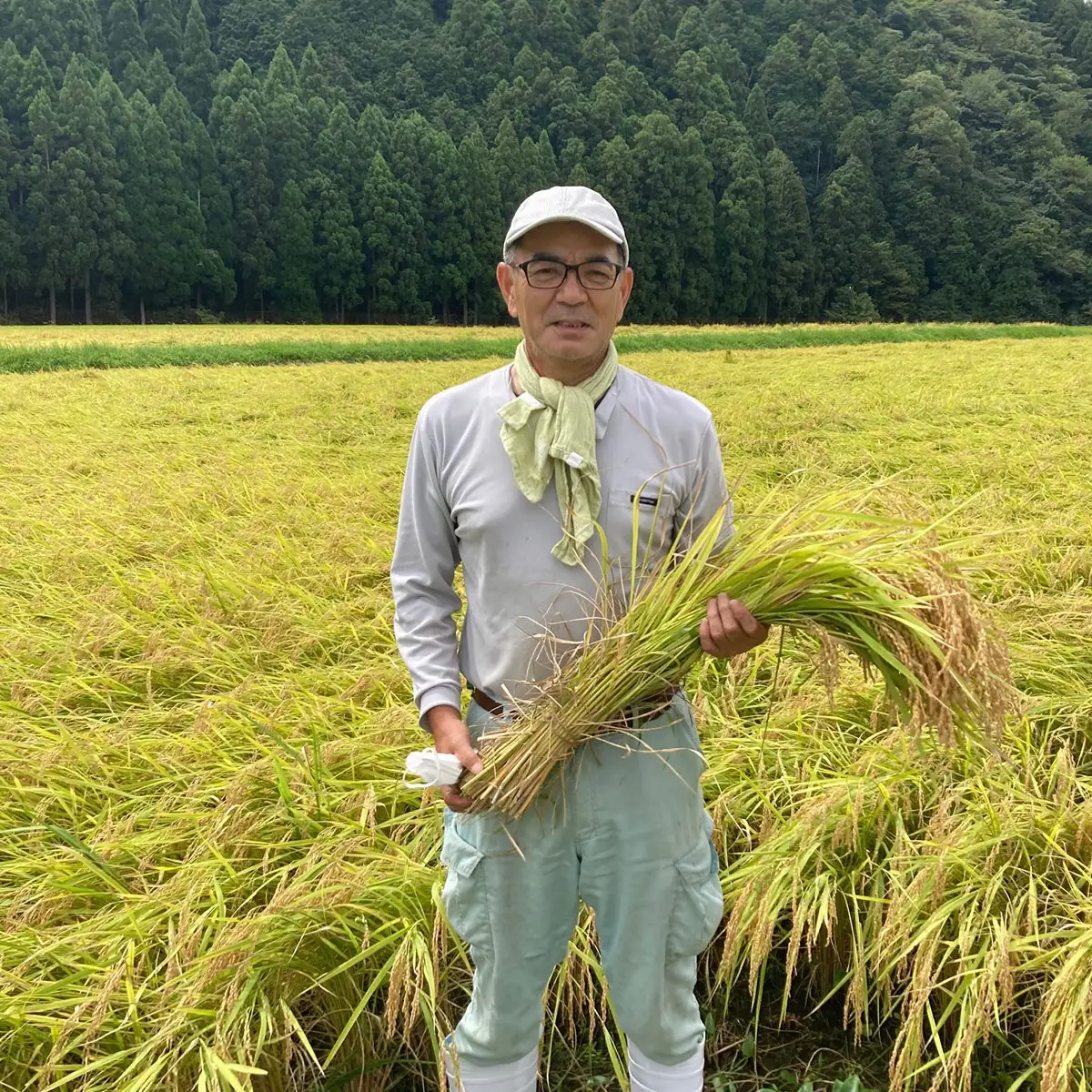 コシヒカリ 白米 新米 令和8年産 10kg 衣川の男米 京のプレミアム米 京都夜久野産 清雫(せいな)