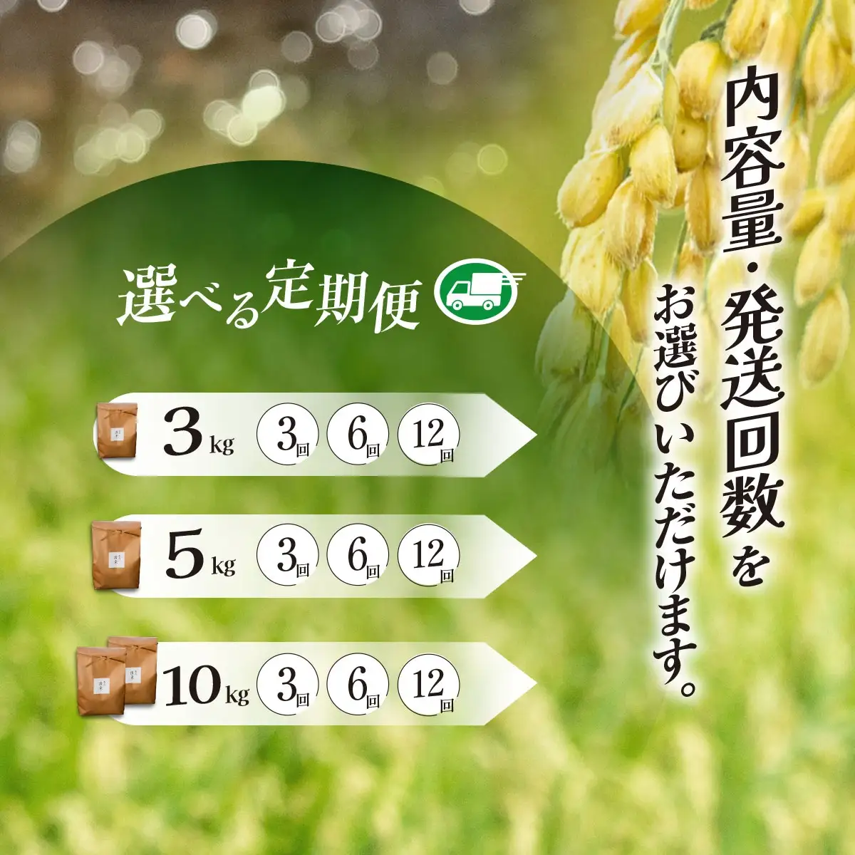 コシヒカリ 白米 令和8年産 5kg×12回  京都夜久野産 清雫(せいな) 