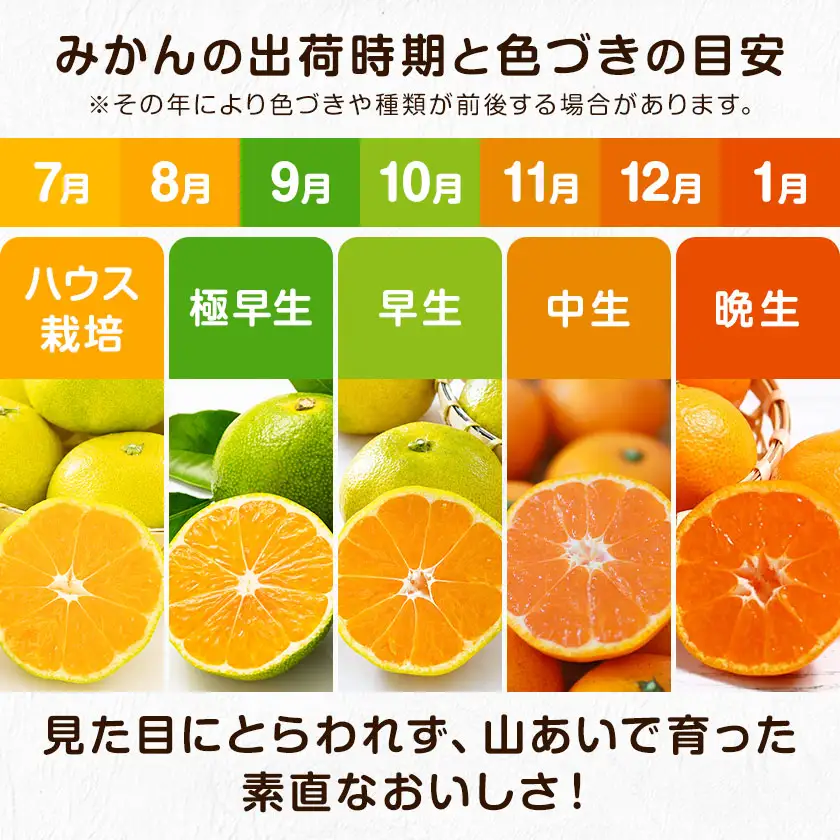 ご家庭用 早生みかん ご家庭用 みかん 約10kg