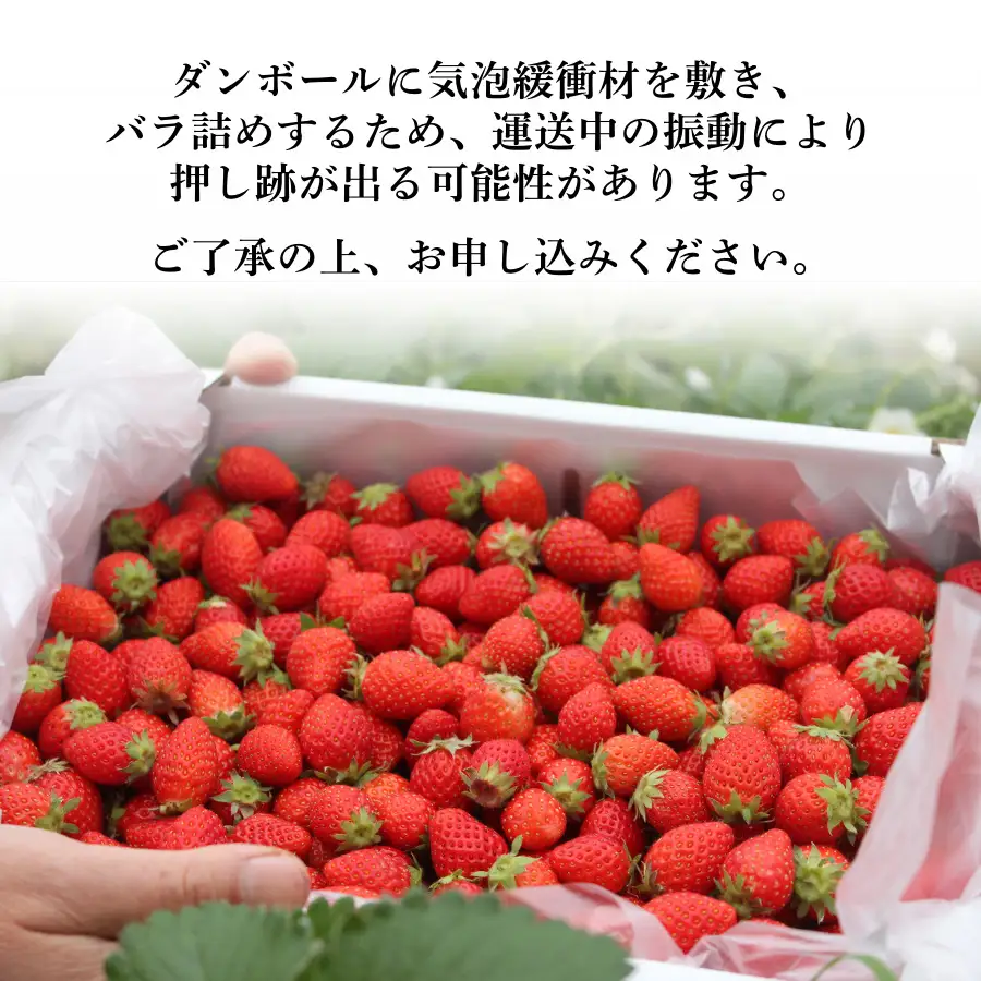 いちご【2027年発送】加工用いちご 3.4kg