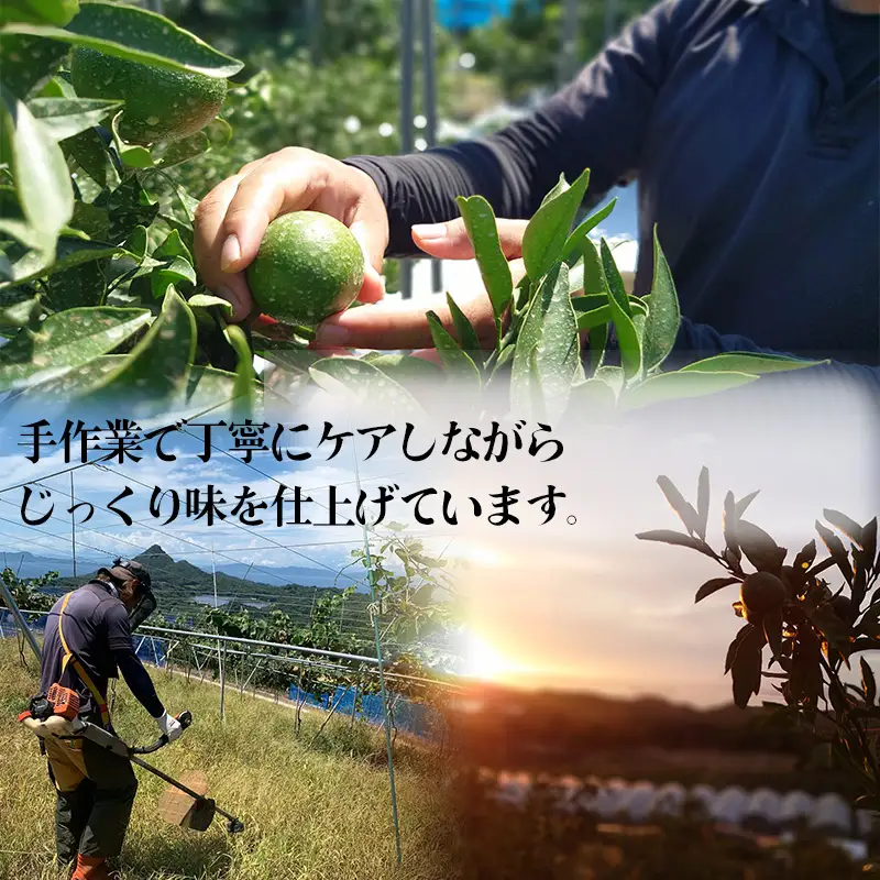 【2027年4月中旬から順次発送】南津海 カラマンダリン 1kg 家庭用 | 柑橘 みかん 【RNK031】