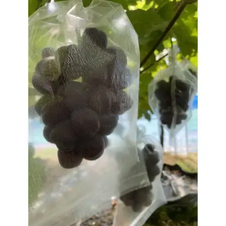 青森県産ぶどう　富士の輝き　1房(600g以上)【配送不可地域：離島】【1763858】