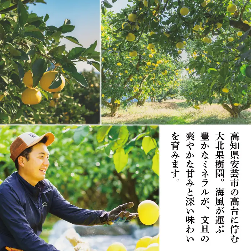 【贈答用】文旦 2L～3L 5～6玉 土佐文旦 大北果樹園