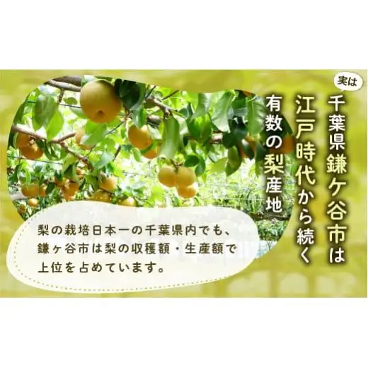 【あきづき約3kg】かまがや育ちの完熟梨（観光組合）