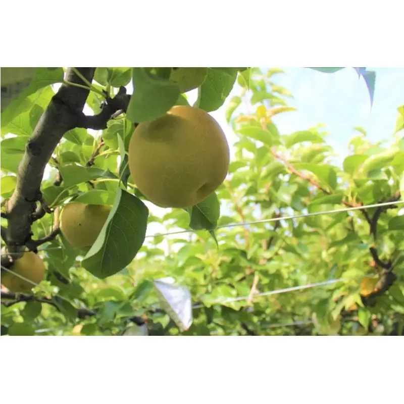 京丹後産 二十世紀梨 約5kg（13玉前後）梨