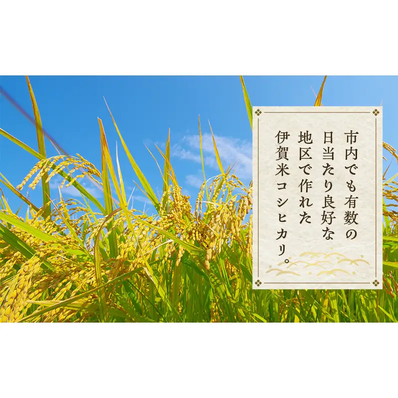 三重県産こしひかり 農家自慢のお米 お米 三重県産」の人気商品一覧