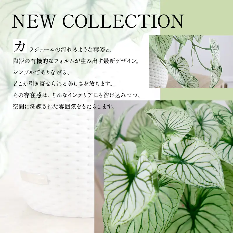 カラジュームL25 TUTEB-37200