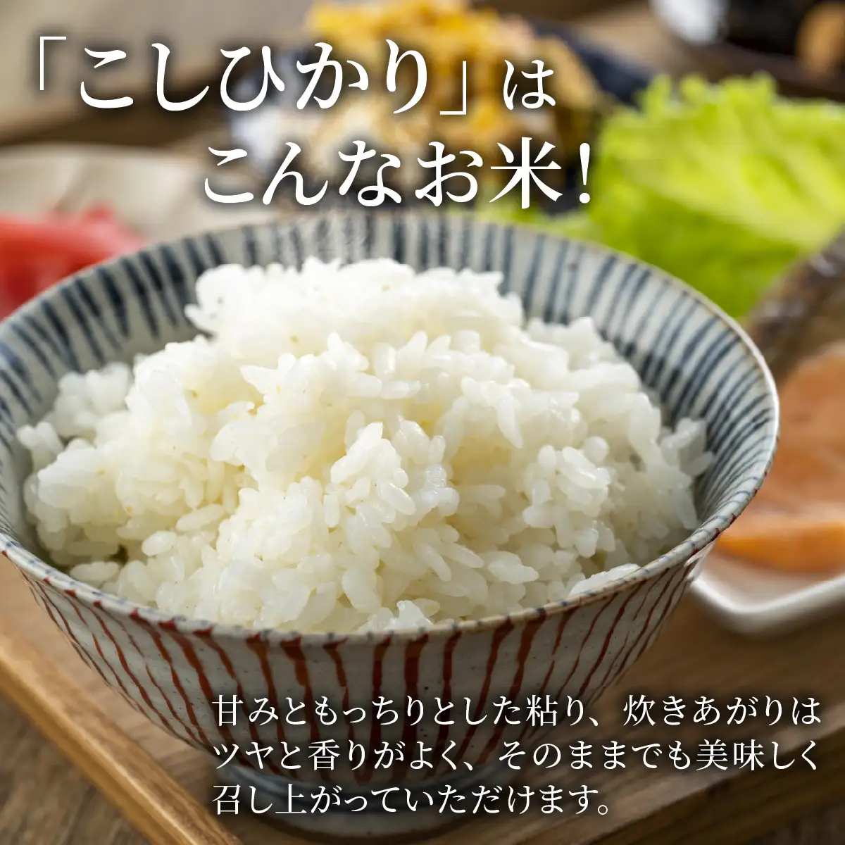 コシヒカリ 有機JAS認証米 10kg 精米 コシヒカリ