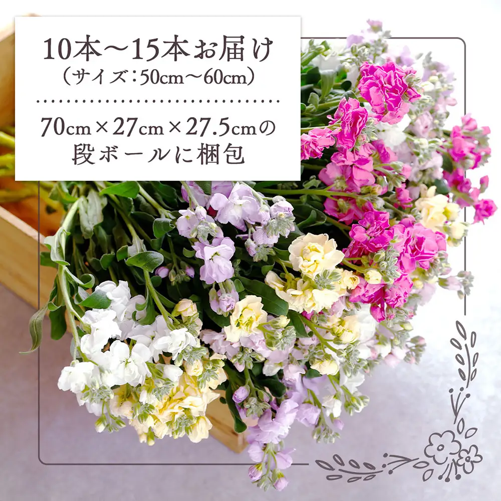 R8.12月発送】ストック 10本~15本 切り花 生産者おまかせ ミックス