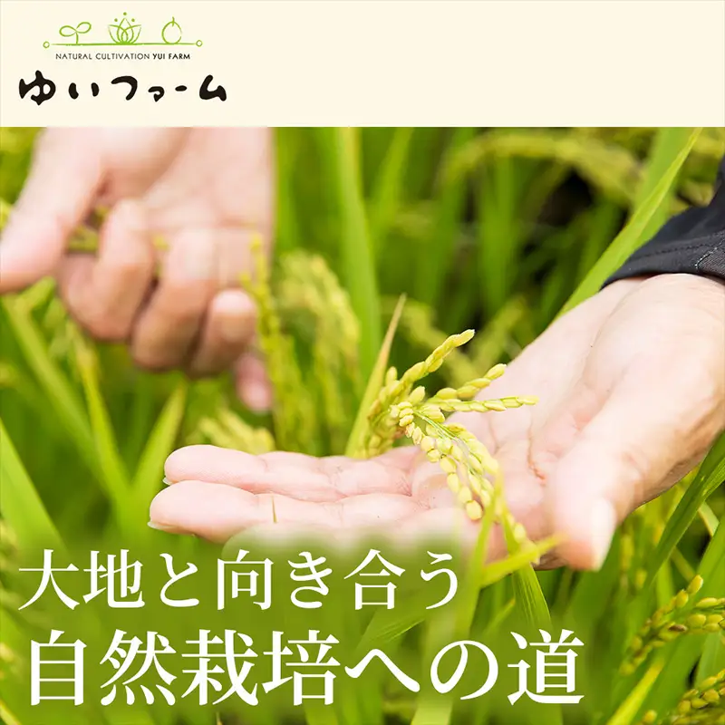 【小粒で旨みのある味わい】自然栽培米5kg ヒノヒカリ(玄米) 3袋 玄穀ごはん 丼料理向き チャーハン向き 家庭用 食卓用主食 日本産穀物  料理向きご飯 プレミアム米  国産米