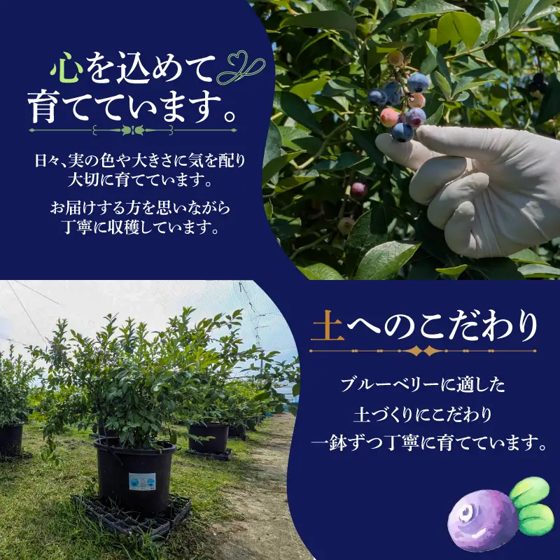 冷凍ブルーベリー 3kg | フルーツ 果物 ベリー | 埼玉県羽生市