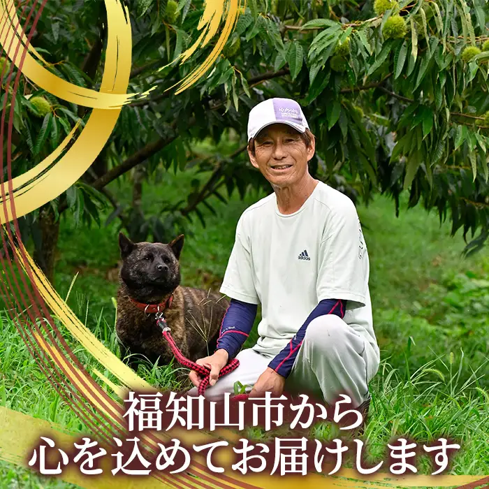 丹波栗1kg 1L 品種おまかせ 福寿くり園