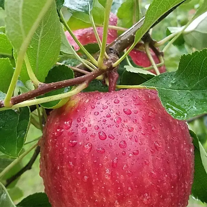 ≪先行予約≫ 【訳あり】 葉とらずサンふじ 蜜なし 中玉 約3kg（7～10玉） 【アップルアーク】 F41-0159