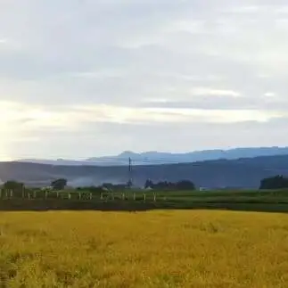 数量限定 令和7年産 新潟県上越市産 玄米 コシヒカリ 30kg 愛情栽培 アフコ・秋山農場のPB米