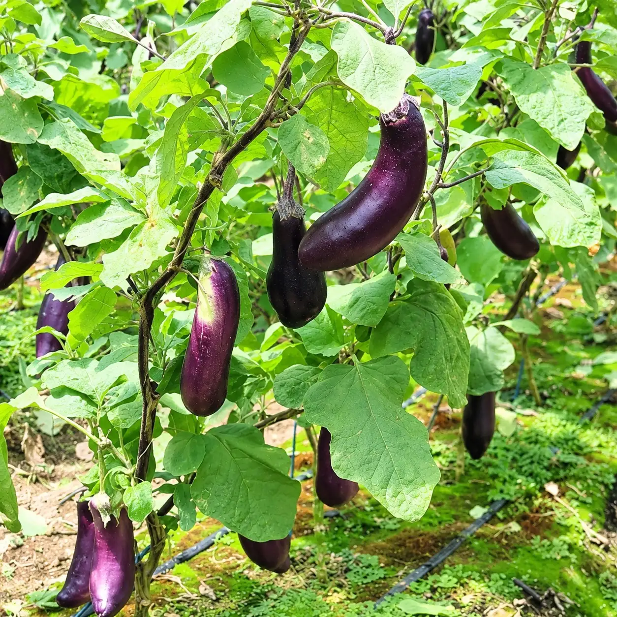 訳あり品 伝統野菜 ぼたなす 訳あり 2㎏ ｜ ナス