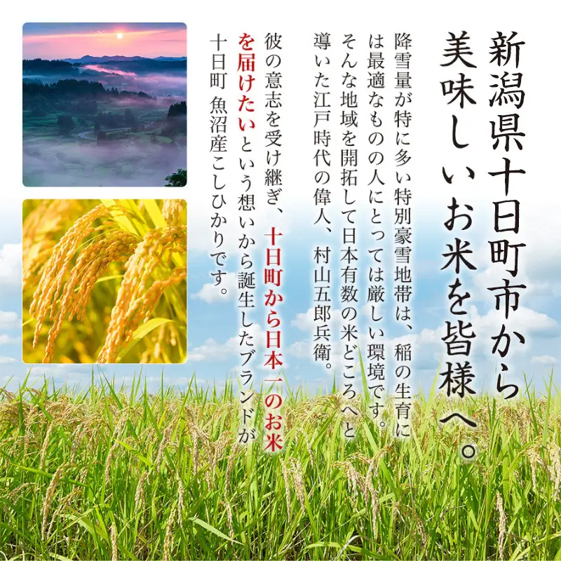 【令和8年産 先行予約】【3ヶ月定期便】魚沼産こしひかり 棚田米(十日町地域) 精米 10kg(5kg×2) 米 お米 コシヒカリ 定期 十日町市