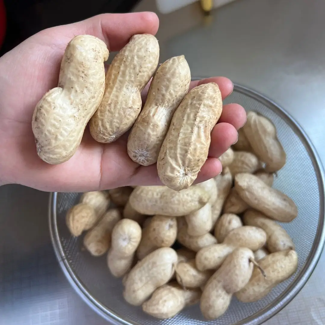 山内農園の無選別 生落花生 1.5kg【AW-023】