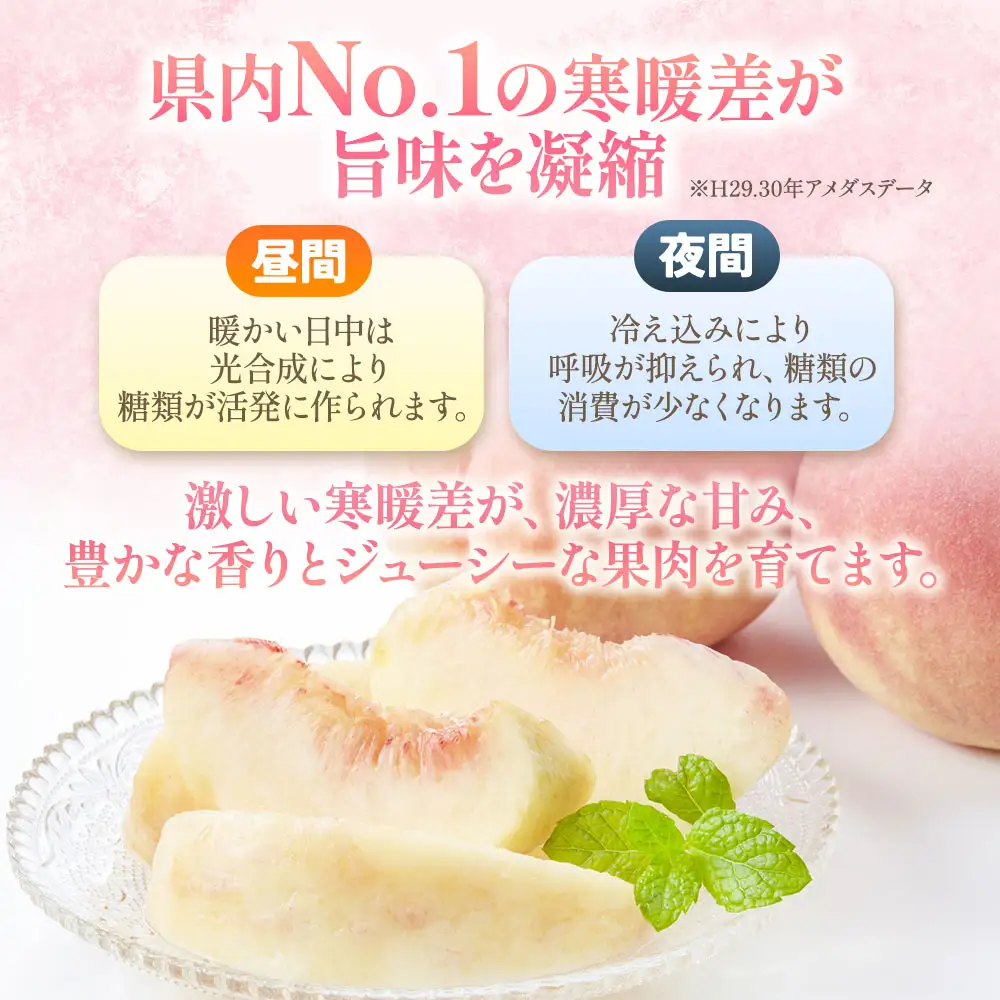  【2026年発送】 青森県産桃 約3kg（7～10玉） 桃