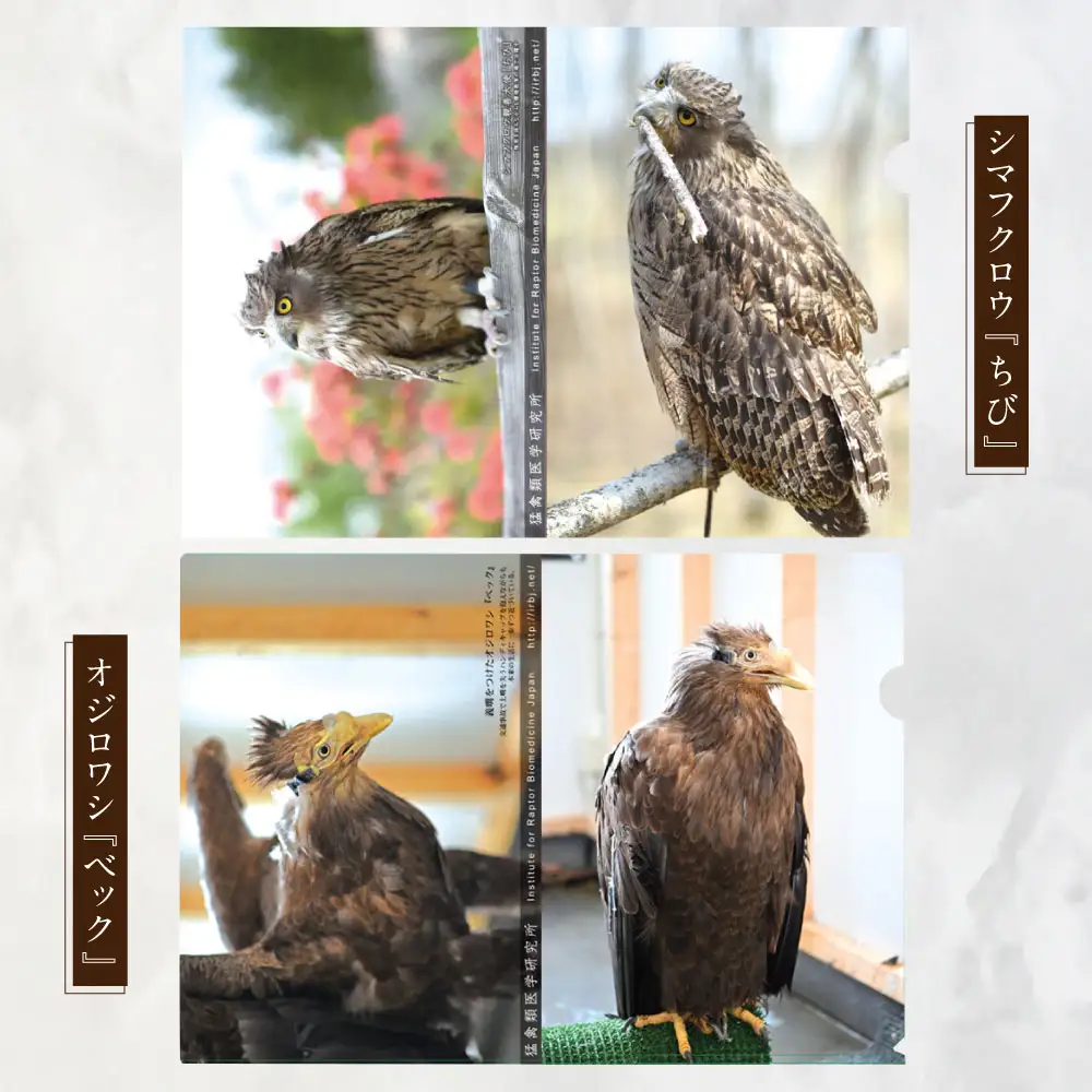 【 7日程度で発送 】 猛禽類医学研究所オリジナルクリアファイル 3種セット クリアファイル ファイル 文房具 猛禽類 野生動物 動物 野生 シマフクロウ オジロワシ フクロウ ワシ 雑貨