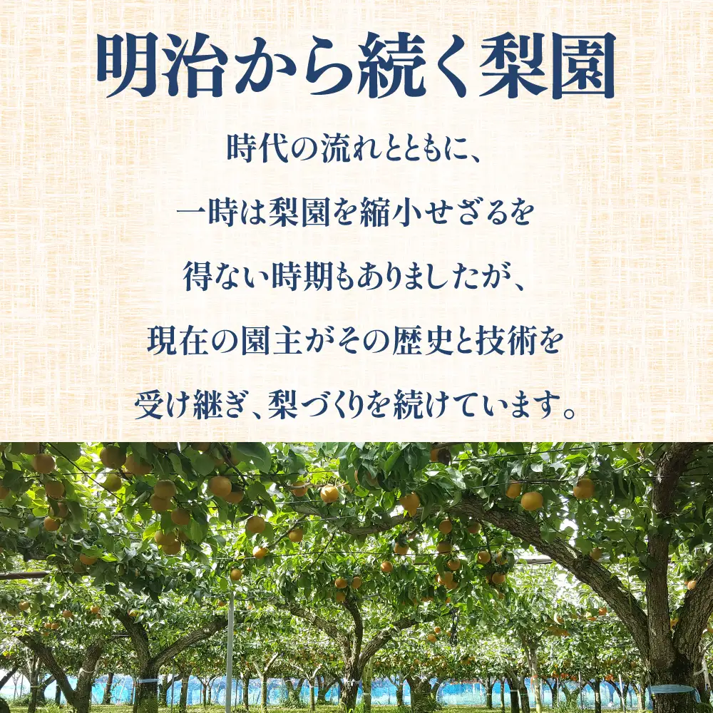 【先行予約】 梨 豊水 約5kg 梨 豊水 岡田梨園