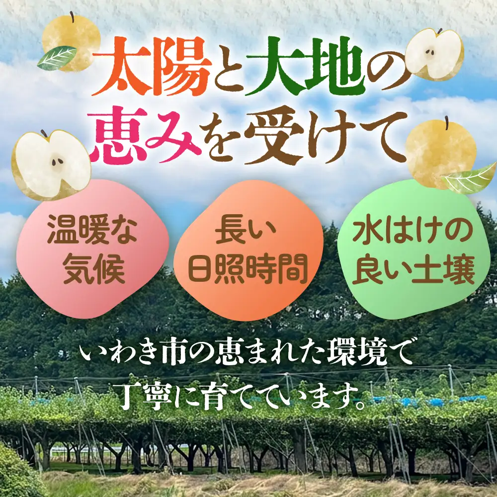 【先行予約】 梨 幸水 約5kg 梨 幸水 長谷川梨園