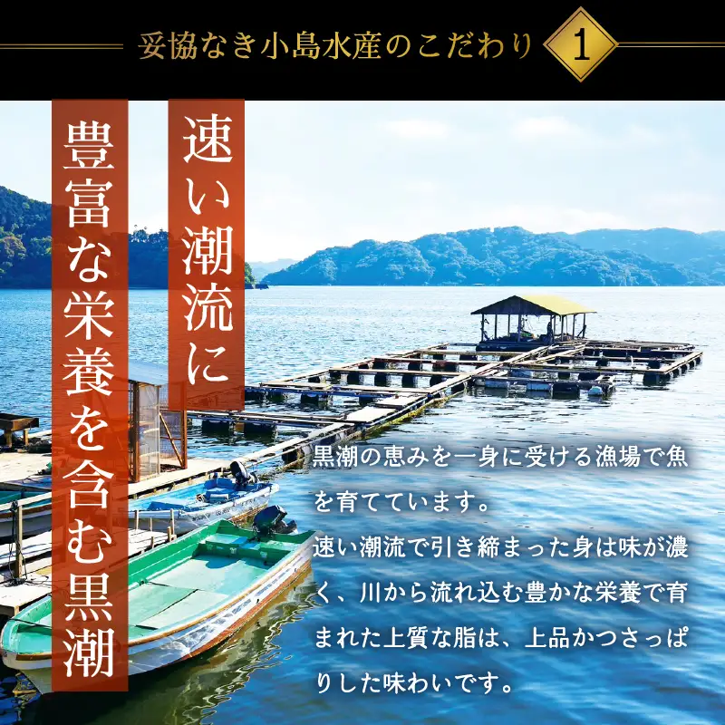 乙女 ブリ 半身 カマ付き 900g以上 冷凍 約 5 ～ 10 人前 神経締め 産地直送 新鮮 真空パック ブランド 鰤 ブリしゃぶ しゃぶしゃぶ 煮付け 塩焼き 照り焼き 切り身 刺身 刺し身 さしみ 海鮮 かいせん さかな 高知県 須崎市 ks045