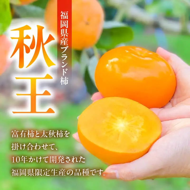 【2026年11月より順次発送】福岡県ブランド柿 秋王 5-7玉 約1.8kg 池尻農園【訳あり品】 〔Fk114〕