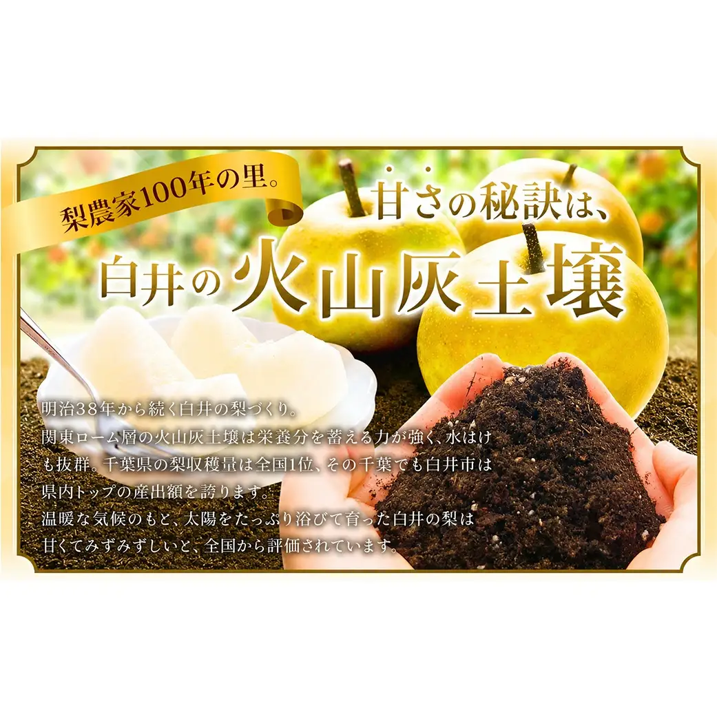 あきづき約3kg7～10玉