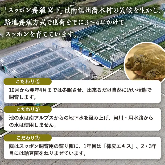B11 喬木村産 すっぽん 鍋の素