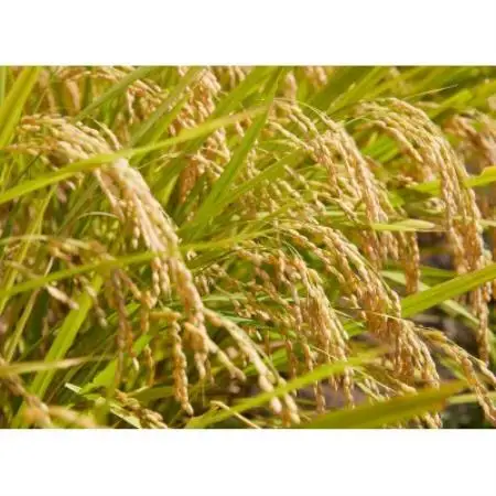 【毎月定期便】山形県産　つや姫　無洗米　5kg全6回【4090395】
