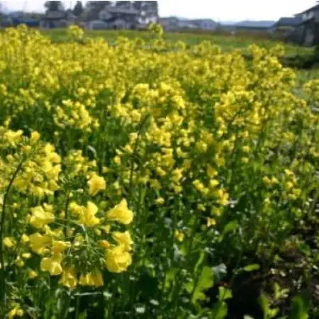 百花蜜 蜂蜜 180g×3本セット 岩手県遠野産 純粋 非加熱 花兵養蜂農園【1744418】