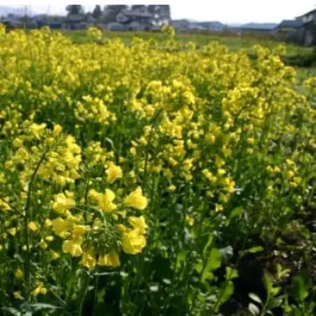 百花蜜 蜂蜜 40g×5本セット 岩手県遠野産 純粋 非加熱 花兵養蜂農園【1744422】