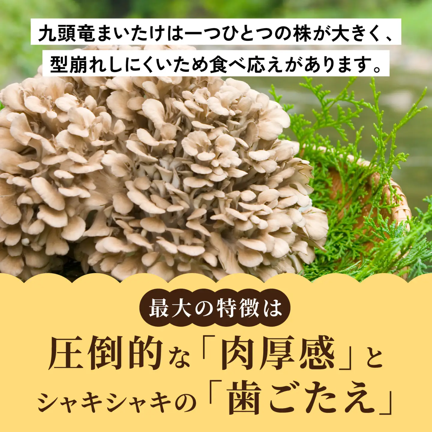 【先行予約】上庄の里芋 3kgと九頭竜まいたけ2株の【詰合せ】11月配送 里芋 まいたけ