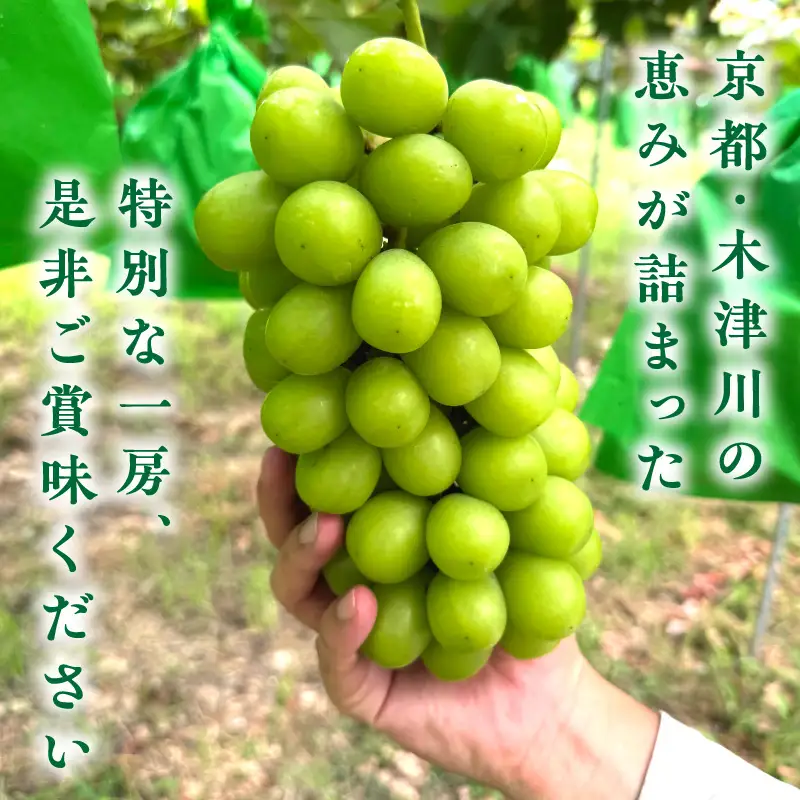 2026年 シャインマスカット 約2kg 京都木津川市産 フルーツ 106-02