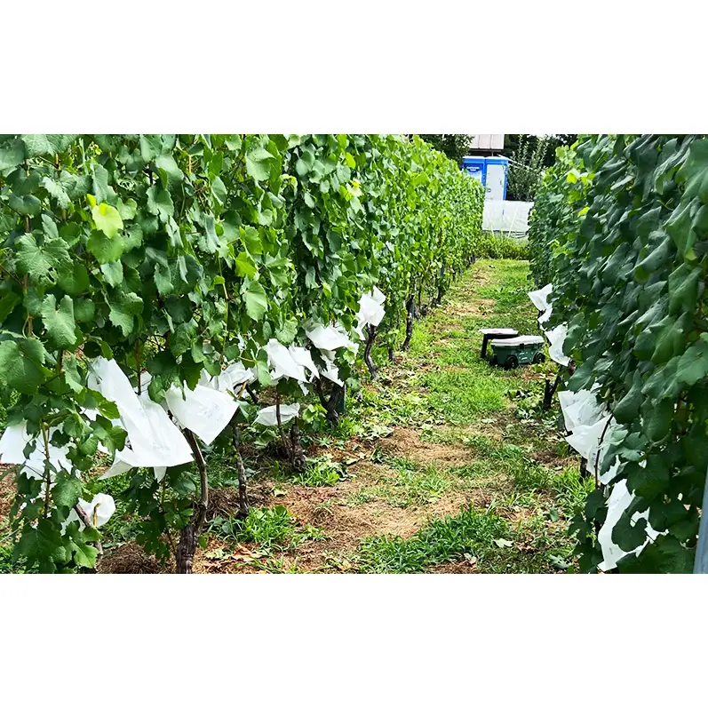 信州小諸産メルロー100% ぶどうストレートジュース　500ml×1本