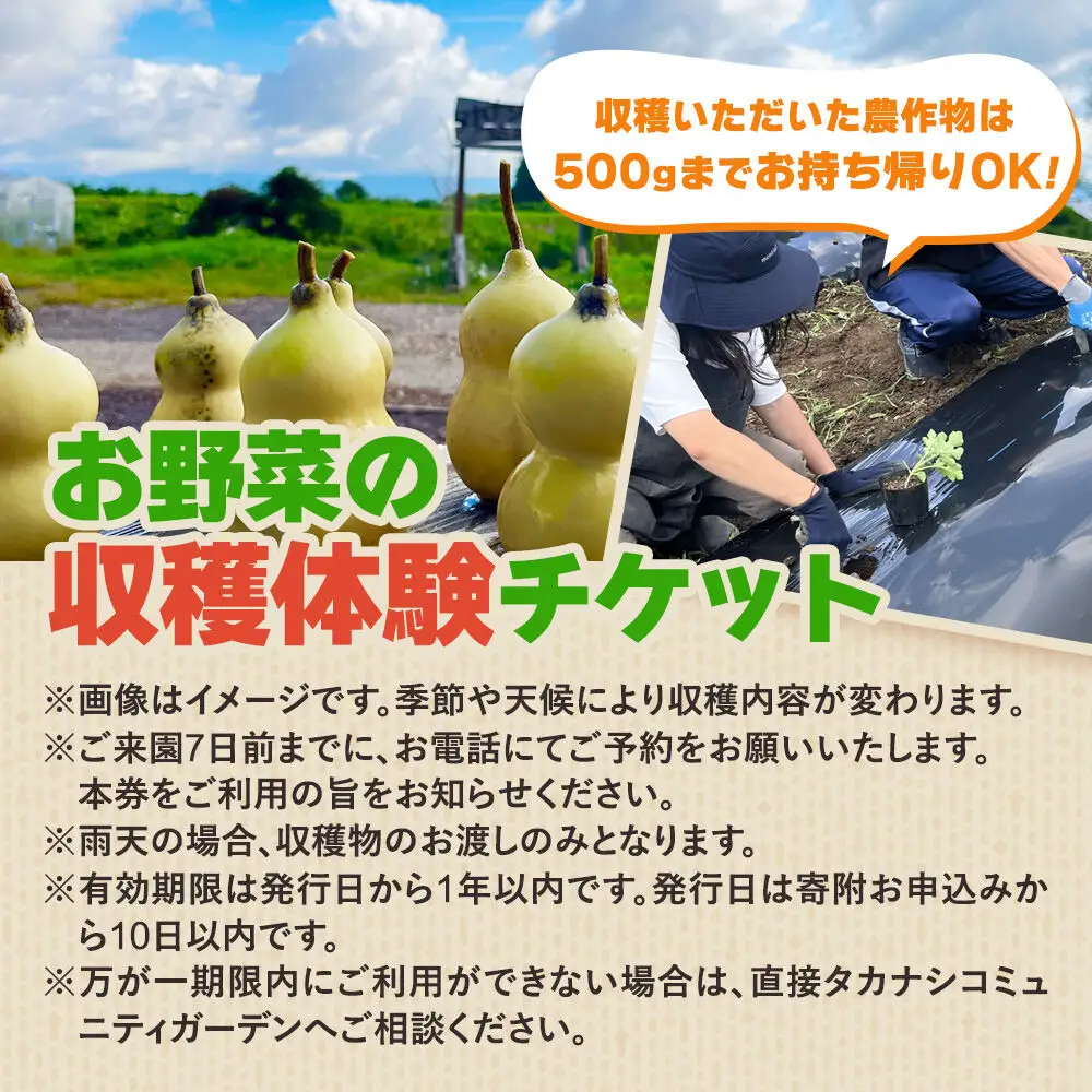 タカナシコミュニティガーデンの収穫体験チケット（3名様まで）＜レターパックプラス＞
