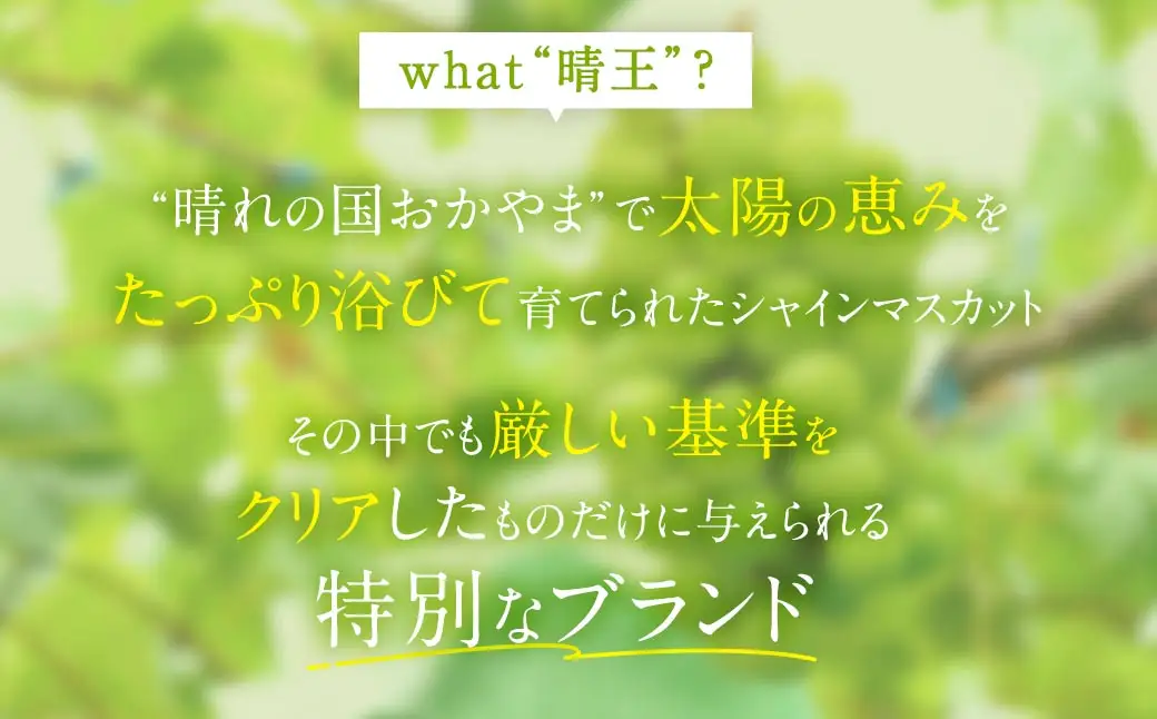 シャインマスカット 晴王 秀品 大房 5 ～ 9房 約5kg マスカット ぶどう ブドウ 葡萄 果物 くだもの フルーツ 果実 果汁 果肉 旬 種なし 皮ごと 大粒 冷蔵 国産 岡山県産 【 2026年9月上旬から11月下旬迄発送 】