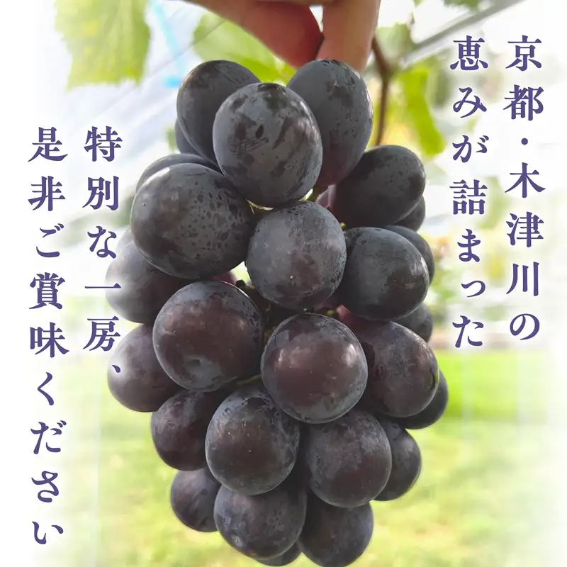 2026年 ナガノパープル 約1kg 京都木津川市産 フルーツ 106-03