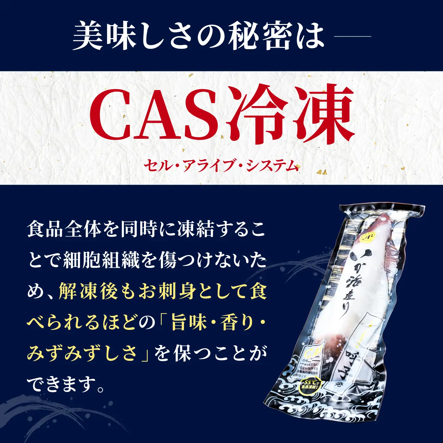 呼子剣先いか 活き造りMサイズ 2パック / イカ 烏賊 新鮮 刺身 / 佐賀県 / 佐賀玄海漁業協同組合（呼子CASセンター）[41ABAN001]