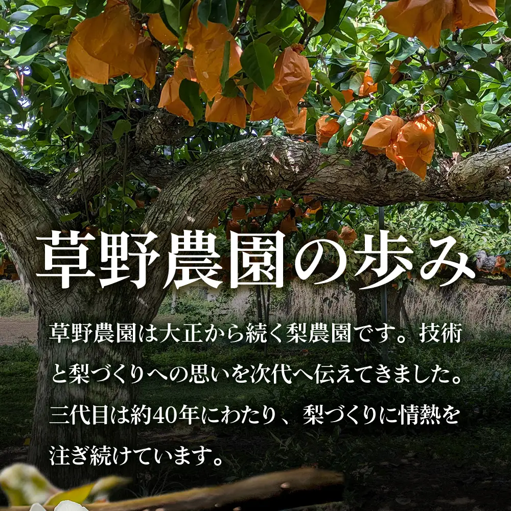 【先行予約】福島県いわき市産 梨(豊水) 約3kg | 梨 豊水 いわき市産 草野農園 約3kg 先行予約 期間限定 果物 フルーツ 和梨 国産 新鮮 産地直送 甘い 濃厚果汁 ジューシー 瑞々しい シャキシャキ 数量限定 送料無料 フレッシュ 季節限定 | KN002-3kg