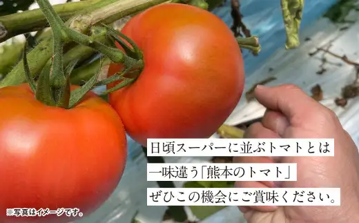 【4か月連続定期便】『まるで太陽の恵みをそのまま閉じ込めたような真っ赤な大玉トマト』約3.5kg×4回 計14㎏ 特別な定期便 （熊本県産） 【2027年1月下旬発送開始】野菜 やさい トマト とまと 大玉トマト