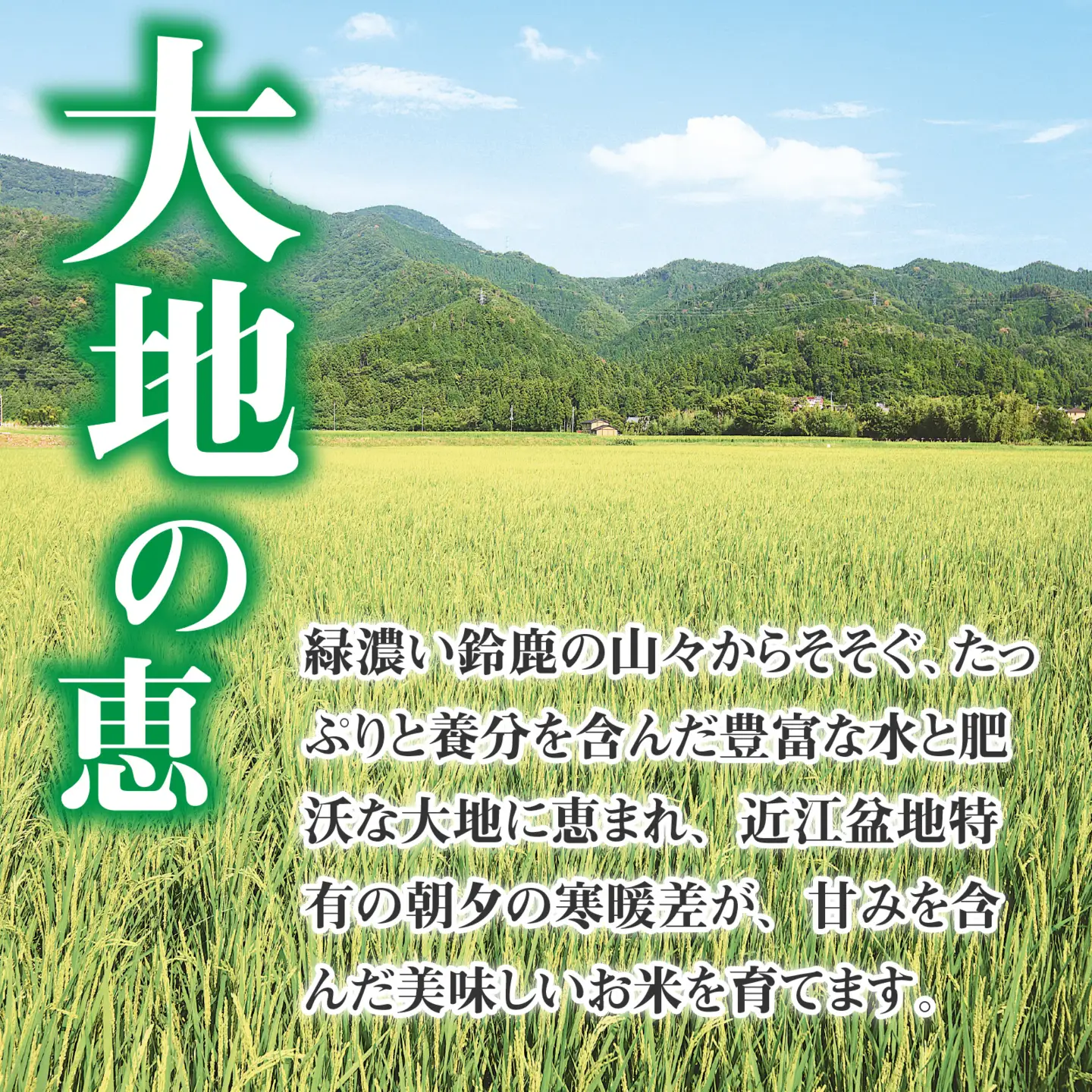 【先行予約】【令和8年産新米早期予約 毎月定期配送・計3回】 BG無洗米こしひかり10kg×3回 [K-00406] / 無洗米