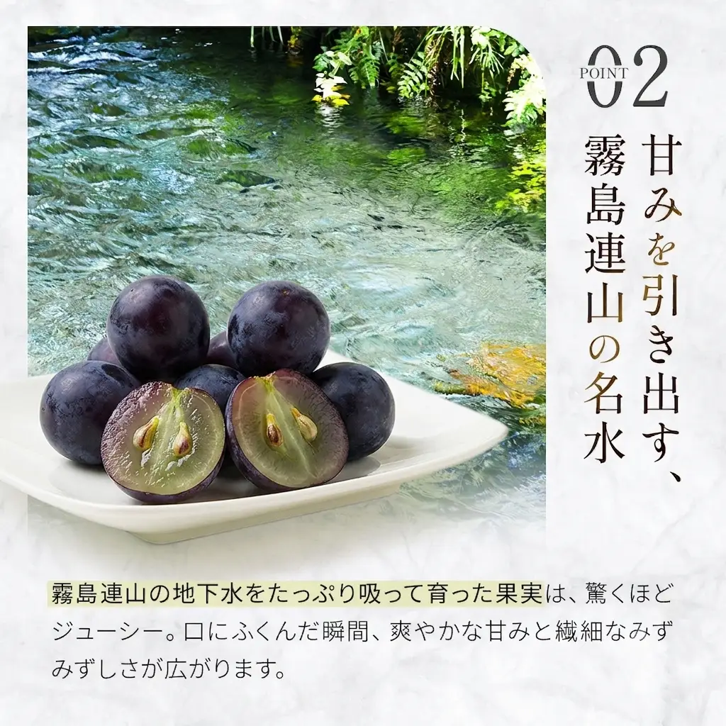 ぶどう  大粒・種なし ピオーネ（ニューピオーネ）1kg  ぶどう