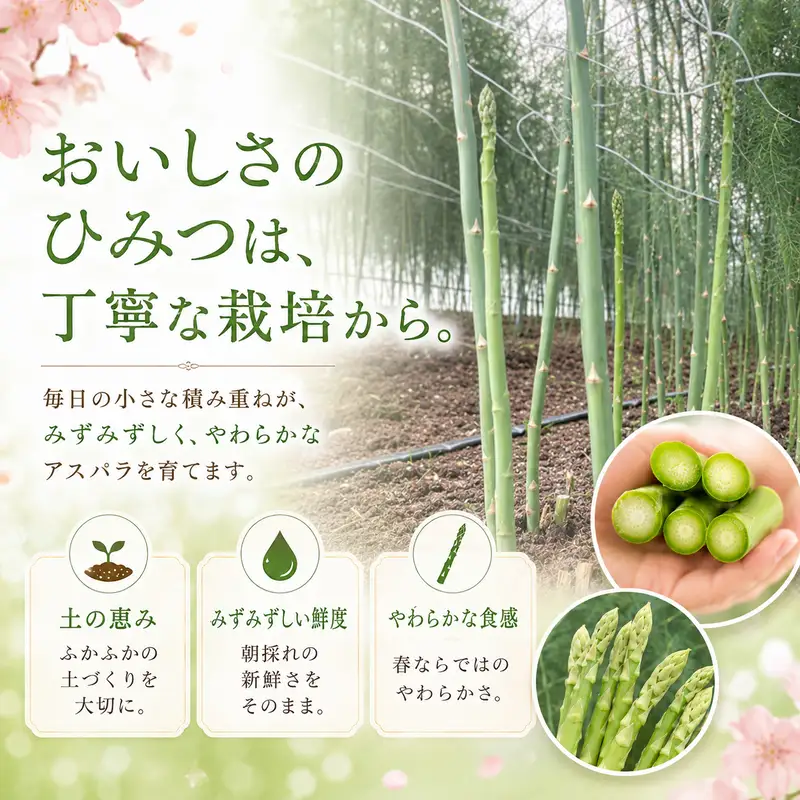 【先行予約】春限定 ひとめぼれアスパラガス 3kg 4色 食べ比べ 産地直送 農家直送 野菜 新鮮 旬 アスパラ 春野菜 サラダ バーベキュー BBQ ファミリー 大容量 ギフト