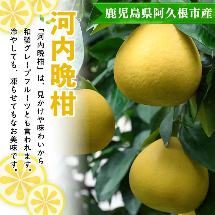 ＜先行予約受付中！2027年3月中旬以降順次発送予定＞訳あり！まなべみかん園の河内晩柑(約20kg) 国産 鹿児島県産 阿久根市産 柑橘類 果物 フルーツ 期間限定 数量限定 デザート 【有限会社まなべみかん園】akn034-21