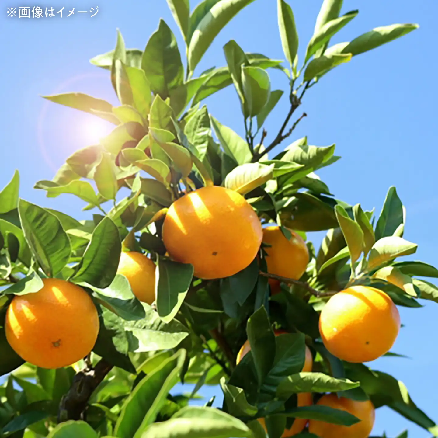 みかん 2回定期便 温州みかん 3kg×2回/ みかん ミカン 蜜柑 甘い フルーツ 果物 みかん ミカン 蜜柑 フルーツ 果物 みかん くだもの柑橘 旬 果実 甘味 酸味 甘い mikan 産地直送 農家直送 数量限定 国産 ミカン ご当地 お返し ミカン 贈り物 人気 / 大村市 おおむら夢ファームシュシュ[ACAA500]