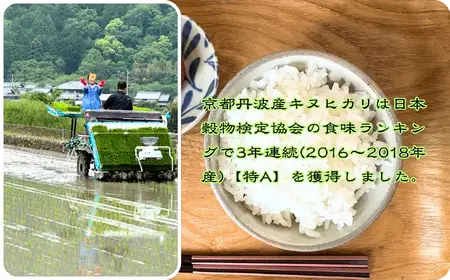 定期便 令和8年産 新米 京都丹波産 キヌヒカリ 5kg×12回 計60kg 白米 精米
