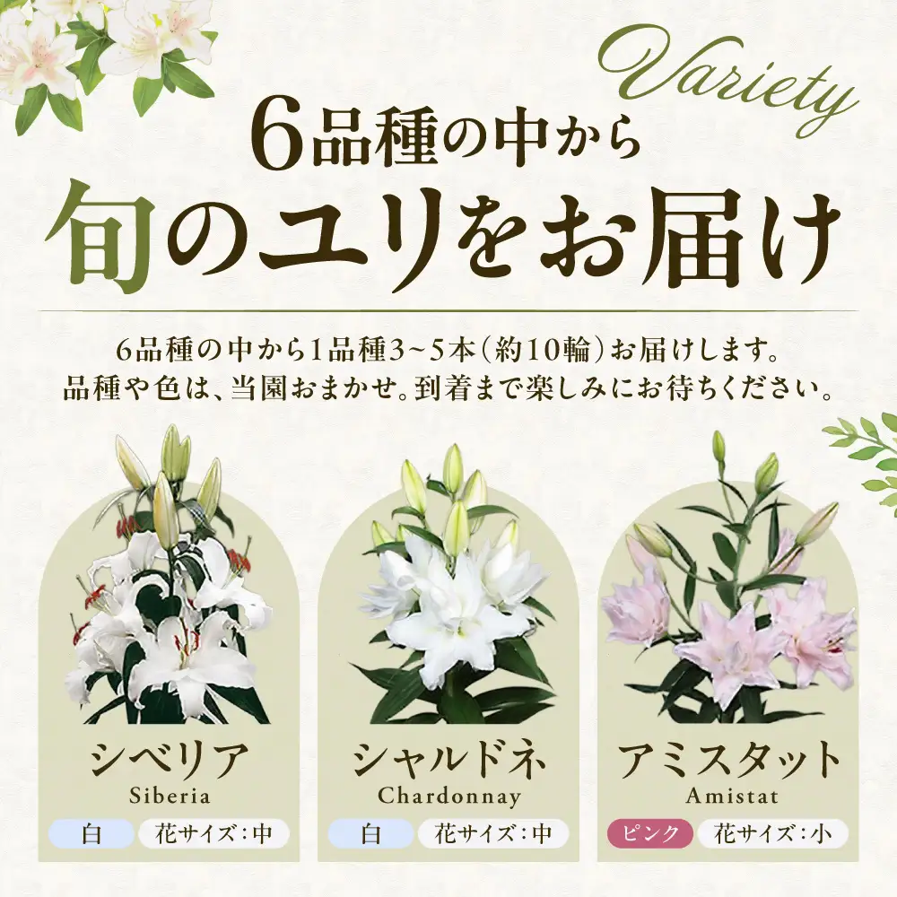 北海道当別町産ユリ | 花 ゆり 切花 農家直送 高品質 期間限定 北海道 当別町