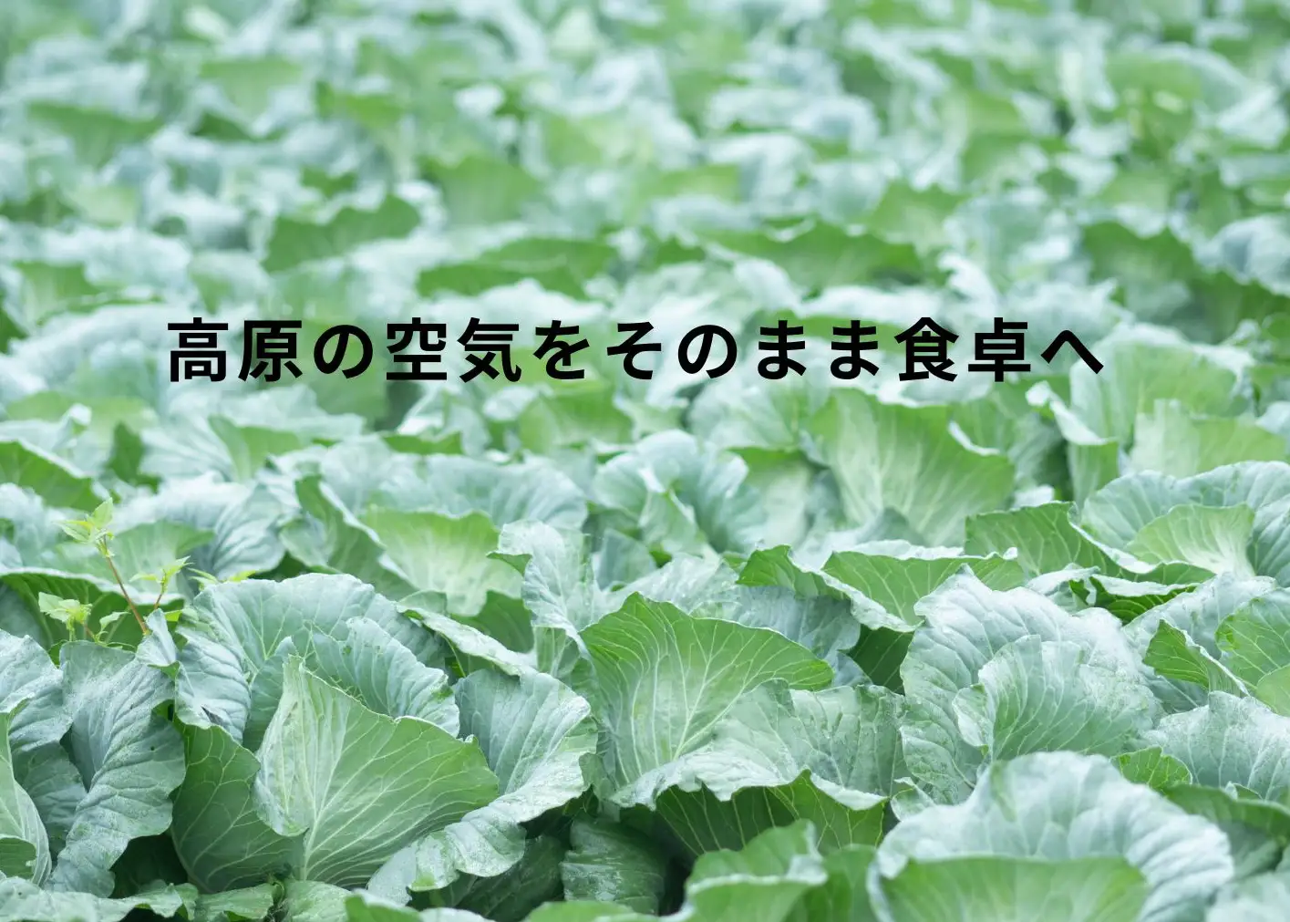 【阿蘇 郷乃舎】阿蘇高原 農家直送こだわり野菜と阿蘇特産品セット お野菜8~10品 ＋ASOMILK のむヨーグルト 野菜ソムリエ上級プロ厳選 ASOMILK のむヨーグルト 牛乳 阿蘇ミルク 阿部牧場 郷乃舎 新鮮 お野菜 産地直送 牧場直送 詰め合わせ お取り寄せ 熊本県 阿蘇市