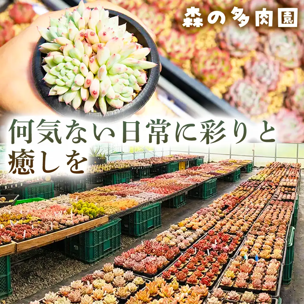 【届いてすぐ楽しめる！】多肉を育ててみたい方へのセット商品寄せ植えキット（鉢付）【B】 ・苗・土・伊賀焼オリジナル陶器鉢3.0号 1セット 多肉植物 家庭菜園 伊賀焼 陶器鉢 土 苗 初心者 簡単 色鮮やか 三重県 名張市 ビードロ×濃茶